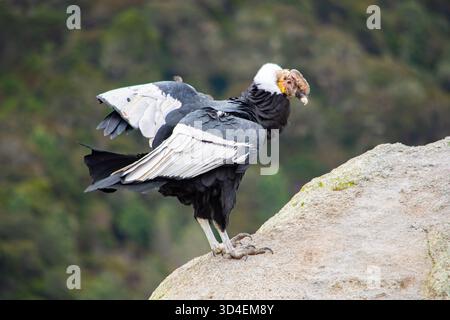 Un majestueux condor andin perché sur un rocher dans le parc national de Purace, Cauca, Colombie, mettant en valeur la beauté de la nature. Banque D'Images