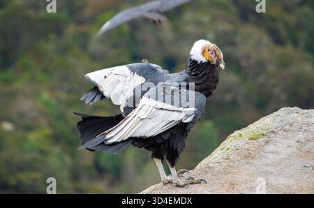 Un majestueux condor andin perché sur un rocher dans le parc national de Purace, Cauca, Colombie, mettant en valeur son impressionnante envergure sur un fond luxuriant. Banque D'Images