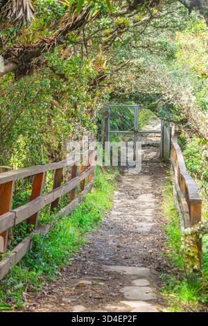 Un sentier serein menant à une porte, entouré d'une végétation luxuriante et d'une nature vibrante à Purace, Cauca, Colombie. Banque D'Images