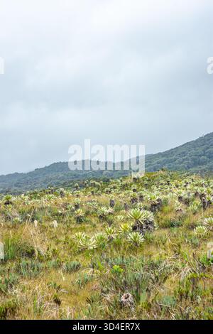 Vue imprenable sur frailejones à Purace, Cauca, Colombie, mettant en valeur la flore unique et les collines ondulantes sous un ciel nuageux. Banque D'Images