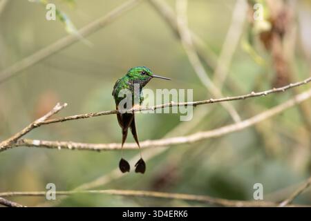 Colibri péruvien à queue de raquette (Ocreatus peruanus) perché sur des branches dans la forêt nuageuse près de Gonzalo Díaz de Pineda, province de Napo, Équateur. Banque D'Images