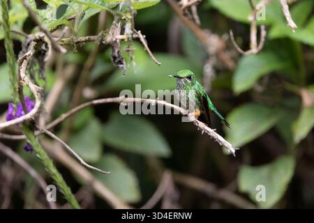 Colibri péruvien à queue de raquette (Ocreatus peruanus) perché sur des branches dans la forêt nuageuse près de Gonzalo Díaz de Pineda, province de Napo, Équateur. Banque D'Images