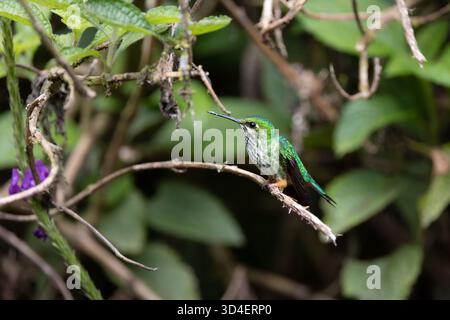 Colibri péruvien à queue de raquette (Ocreatus peruanus) perché sur des branches dans la forêt nuageuse près de Gonzalo Díaz de Pineda, province de Napo, Équateur. Banque D'Images