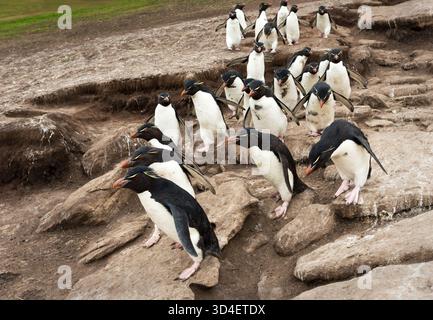 Un groupe de manchots tchoux du Sud (Eudyptes chrysocome) sautant sur un sentier escarpé et rocheux dans leur habitat des îles Falkland. Banque D'Images