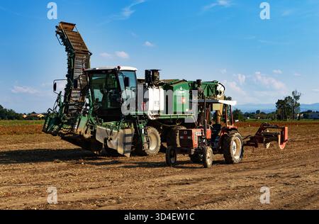 Le véhicule agricole spécialisé rassemble efficacement les tomates fraîches sous un ciel lumineux. Banque D'Images