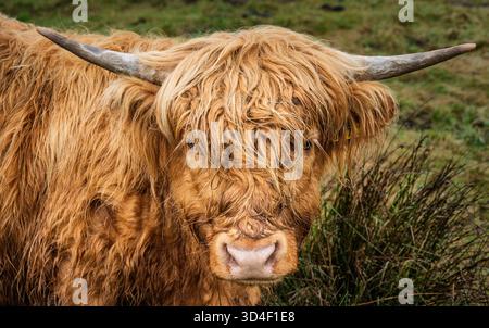 Le bétail Shaggy Highland se trouve dans un pâturage herbeux sous un ciel bleu brumeux. Les animaux bruns et noirs regardent vers la caméra, illustrant la ferme rurale l Banque D'Images