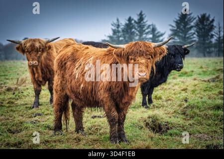 Bétail Shaggy Highland debout dans un pâturage herbeux sous un ciel bleu brumeux. Les animaux bruns et noirs regardent vers la caméra Banque D'Images