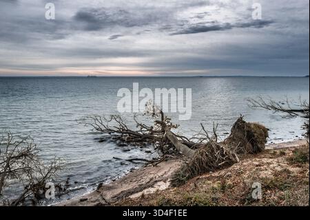 Une scène tranquille au bord du lac avec une rive rocheuse parsemée d'arbres tombés et de bois flotté sous un ciel couvert. L'eau calme reflète la lumière silencieuse, c Banque D'Images