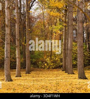 Ginkgo Biloba Grove en Virginie États-Unis Banque D'Images