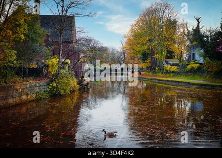 Vue le long du canal Bridgewater avec Duck, Worsley, Salford, Greater Manchester, Royaume-Uni Banque D'Images