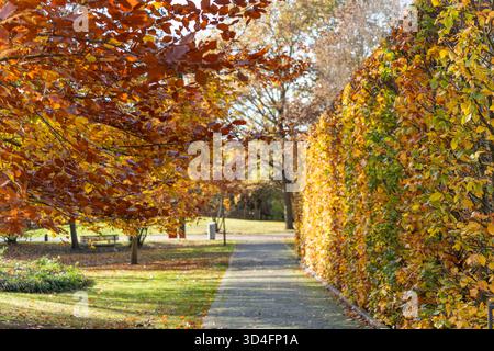 Haie et chemin en couleur. Une haie brillante, probablement hêtre/cornbeam Fagus Carpinus, borde un chemin ensoleillé. Les branches en surplomb brillent dans les couleurs de l'automne. Banque D'Images