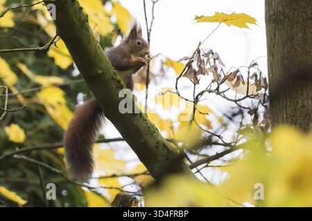 Un écureuil (Sciurus vulgaris) est assis sur une branche entourée de feuilles jaunes d'automne, mangeant des graines d'érable, Hesse, Allemagne Banque D'Images