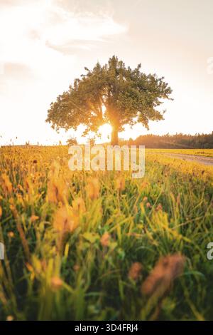 Un arbre se dresse dans un pré, éclairé par la lumière chaude du soir, Gechingen, district de Calw, Allemagne Banque D'Images