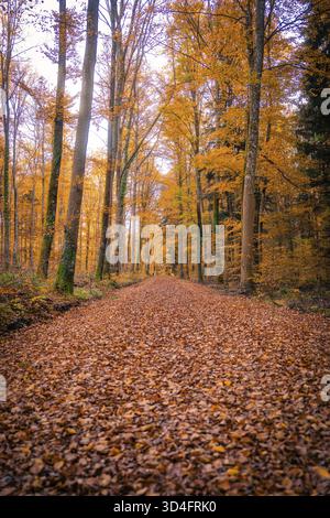 Un chemin couvert de feuilles mène à travers une forêt d'automne, Gechingen, district de Calw, Allemagne Banque D'Images