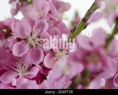 Fleurs de nectarine (Prunus persica var. nucipersica) Banque D'Images