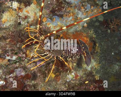 Vue sous-marine de langoustes européennes (Palinurus elephas) sur un fond marin coloré en Méditerranée près de Hyères, site de plongée de la péninsule de Giens, Porquero Banque D'Images