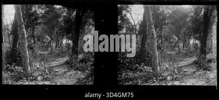 Cette photo montre un chemin à travers une forêt, capturé par Josep Maria Armengol i Bas entre 1899 et 1910. L'image met en évidence le paysage naturel des arbres et l'environnement forestier, mettant l'accent sur le chemin comme un chemin à travers la nature. Banque D'Images
