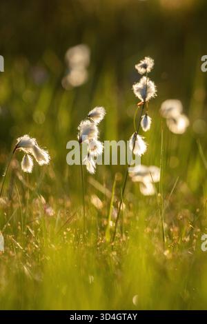 Vue nocturne de têtes de graines de cotonnière commune (Eriophorum angustifolium) poussant dans des zones humides dans la nature finlandaise Banque D'Images
