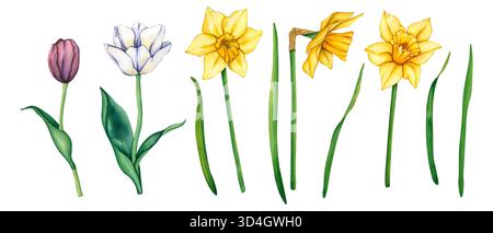 Collection de fleurs de jardin printanières. Aquarelle illustration dessinée à la main de jonquilles de fleurs jaunes et tulipes blanches. Fleurs de jardin de printemps en Vintage Banque D'Images