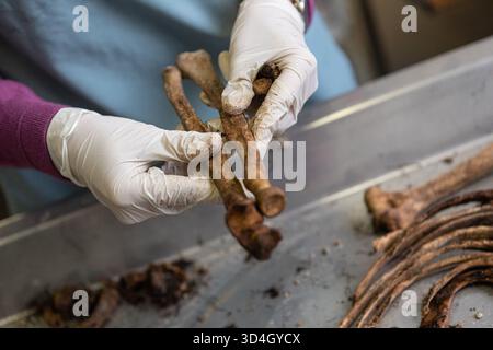 L'anthropologue légiste Dragana Vucetic de la Commission internationale des personnes disparues (ICMP) tente d'identifier les restes d'une victime de la guerre de Bosnie de 1992 à 95, Tuzla, Bosnie-Herzégovine. Banque D'Images
