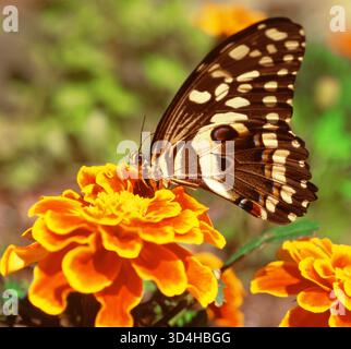 Papillon monarque ou papillon d'weed, Danaus Plexippus, sirotant le nectar d'une fleur de Marigold, Tagetes. Pollinisation. Papillon sur fleur dans le jardin Banque D'Images