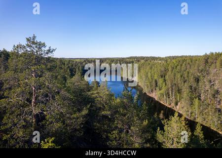 Forêt verte dans une vue aérienne vue directement d'en haut Banque D'Images