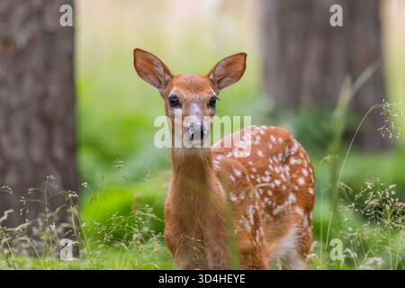 Un fauve de cerf de Virginie Banque D'Images