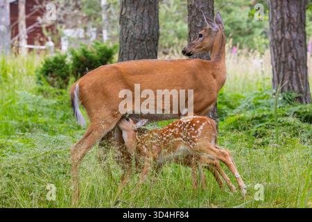 Un cerf de Virginie nourrissant sa progéniture Banque D'Images