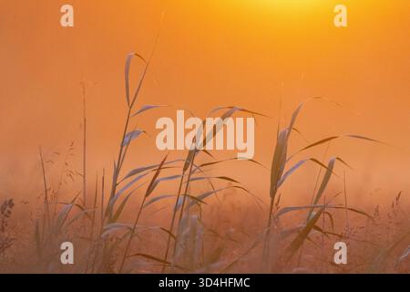 Lever de soleil sur un champ en campagne Banque D'Images