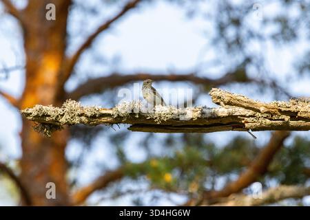 Un pipit d'arbre en Finlande Banque D'Images