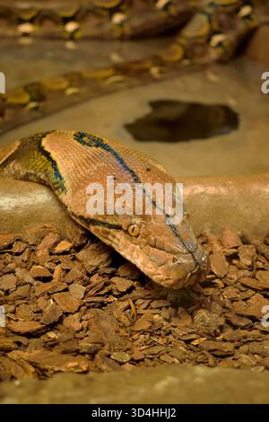 Python réticulé, le plus long serpent du monde en provenance d'Asie du Sud-est. Banque D'Images