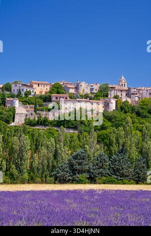 Un champ de lavande en fleurs naer le village de Sault, Provence, Luberon, france, Europe. Banque D'Images