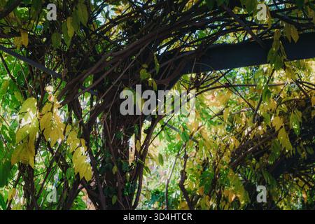 Vignes vertes et jaunes poussant sur une pergola ou treillis Banque D'Images
