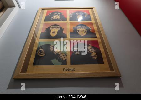 Une vue en angle bas montre une grille 3x2 de portraits de chimpanzés dans un cadre en bois chaud sur un mur gris clair à Malbork, avec un éclairage indirect doux et un léger gl Banque D'Images