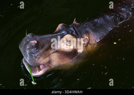 gros plan de l'hippopotame dans l'étang Banque D'Images