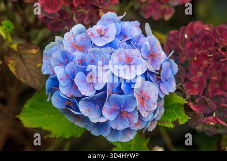 11 novembre 2025 gros plan d'une fleur d'hortensia qui s'estompe à la mi-automne dans un jardin urbain d'Irlande du Nord Banque D'Images