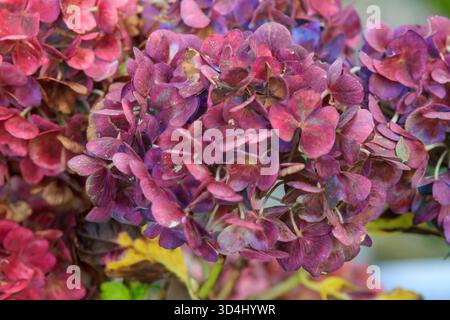 11 novembre 2025 gros plan d'une fleur d'hortensia qui s'estompe à la mi-automne dans un jardin urbain d'Irlande du Nord Banque D'Images
