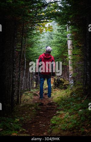 Randonneur explore un sentier forestier paisible entouré de grands arbres à feuilles persistantes Banque D'Images