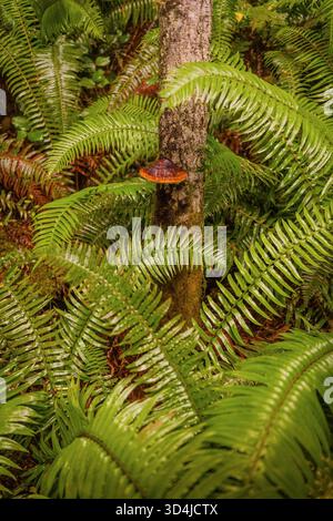 Un seul champignon de plateau orange (champignon) pousse sur un tronc d'arbre, entouré de fougères vertes vives et d'un feuillage flou au premier plan. Banque D'Images