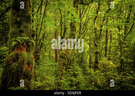Une photographie horizontale des profondeurs d'une forêt pluviale tempérée, montrant plusieurs grands troncs d'arbres fortement recouverts de mousse verte et entourés par Banque D'Images
