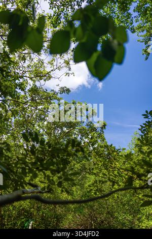 Une vue à angle bas regardant à travers une dense canopée de forêt verte à une tache de ciel bleu et de nuages blancs. Les feuilles floues encadrent le haut de l'image. Banque D'Images