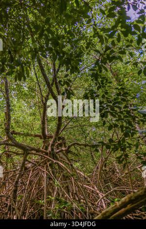 Une photographie verticale à angle bas regardant à travers les racines complexes et enchevêtrées des mangroves jusqu'à leur dense canopée verdoyante. Banque D'Images