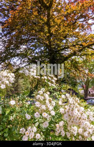 Une belle scène de jardin avec un grand buisson de petites roses blanches rampantes au premier plan, et un grand hêtre en cuivre mature avec orange et gree Banque D'Images