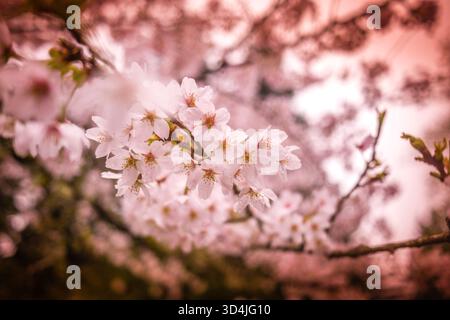 Une mise au point sélective d'un groupe de délicates fleurs de cerisier rose clair sur un fond bokeh doux et onirique avec une teinte rose artistique chaude. Banque D'Images