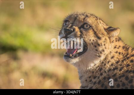 Les chats de Zimbali Lodge étaient très actifs et ont présenté de nombreuses occasions de prendre des photos Banque D'Images