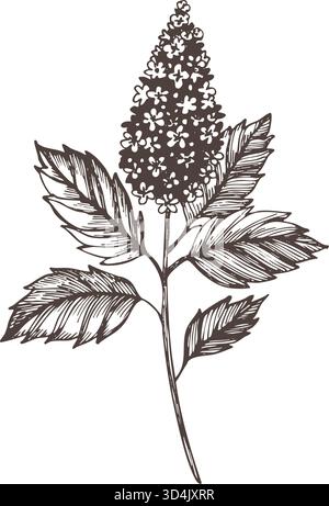 Illustration vectorielle vintage d'une plante de patchouli dessinée dans le style artistique de ligne d'encre. Parfait pour les impressions botaniques, les étiquettes de parfum, les emballages à base de plantes, et Illustration de Vecteur