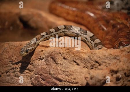 Un tapis python sécrétif et bien camouflé avec une peau olive à brune avec des taches de crème qui leur permet de se cacher parmi la litière de feuilles dans le creux d'arbre Banque D'Images
