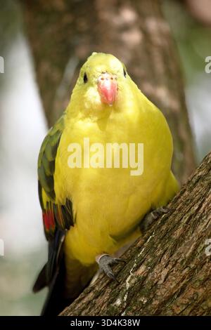 Le perroquet Régent mâle a une apparence jaune générale avec la queue et les bords extérieurs des ailes étant bleu foncé-noir. Banque D'Images