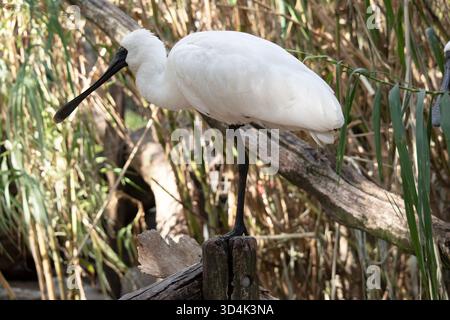 Le spoonbill royal est un grand oiseau de mer blanc avec un bec noir qui ressemble à une cuillère. Le spoonbill royal a des sourcils jaunes et des jambes noires Banque D'Images