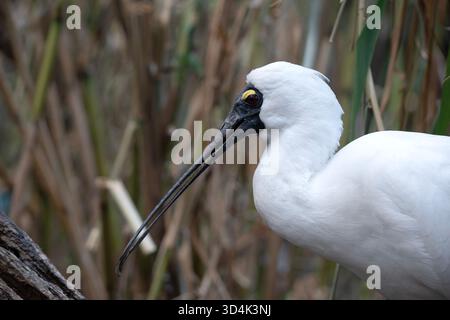 Le bec royal est un grand oiseau de mer blanc avec un bec noir qui ressemble à une cuillère. Banque D'Images